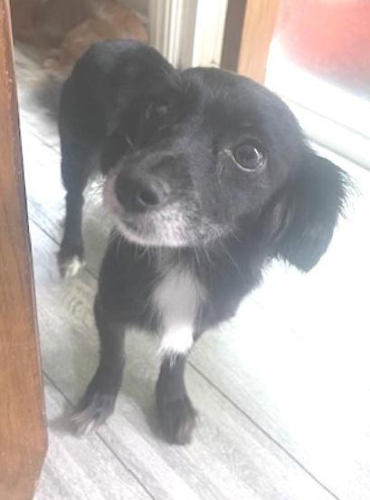 Matilda  -  San Diego, Adoptable, Young Female Chihuahua & Spaniel.