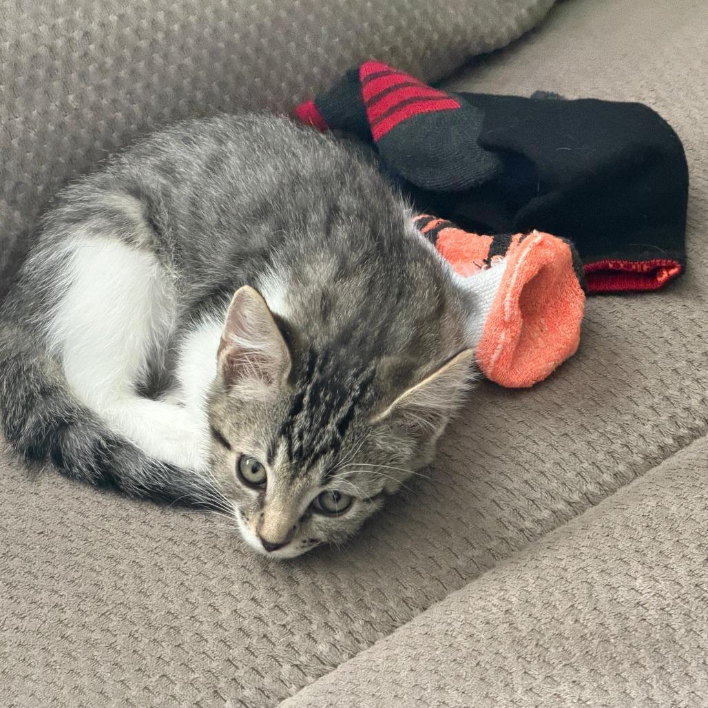 Jasper, Adoptable, Kitten Male Domestic Short Hair.