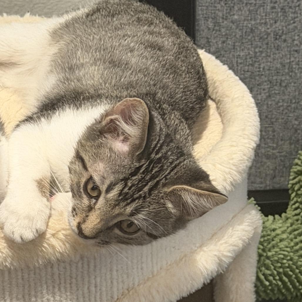 Enlarge Jasper, a Adoptable Domestic Short Hair in Temecula, CA image 2/4