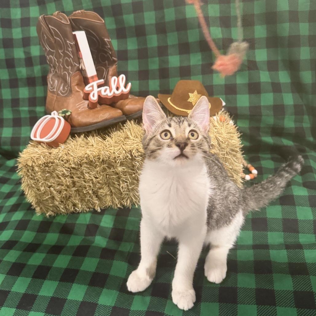Enlarge Jasper, a Adoptable Domestic Short Hair in Temecula, CA image 3/4