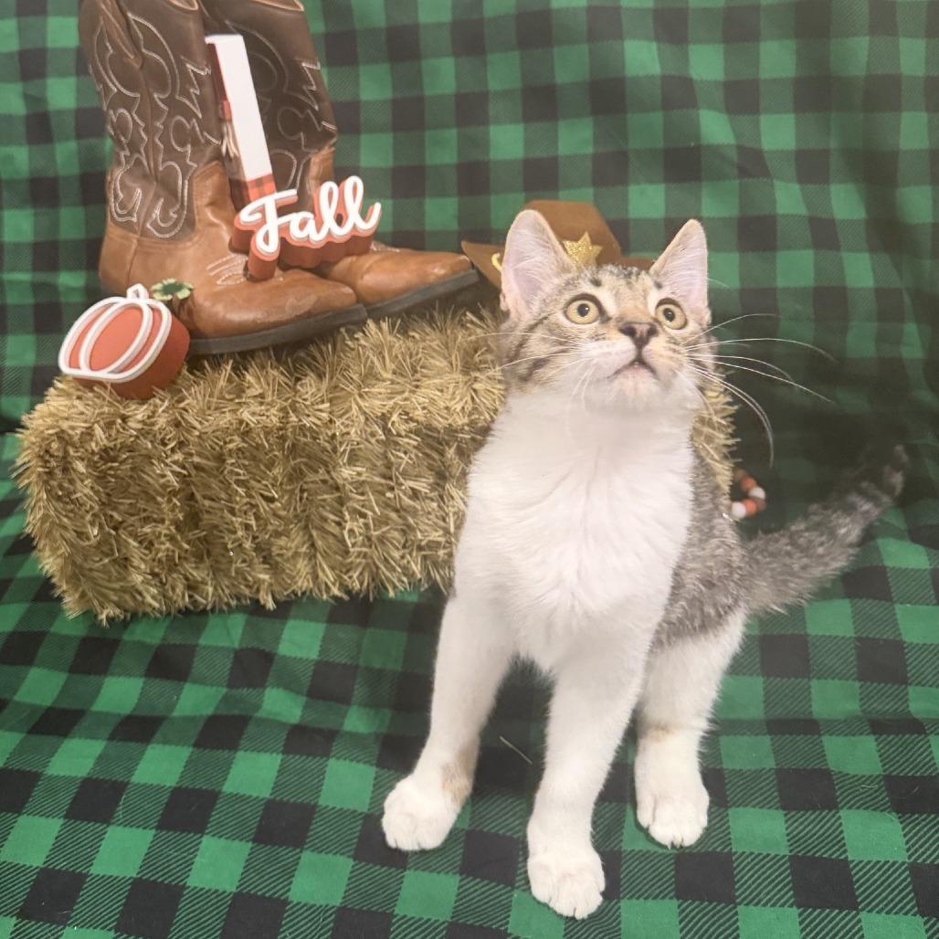 Enlarge Jasper, a Adoptable Domestic Short Hair in Temecula, CA image 4/4
