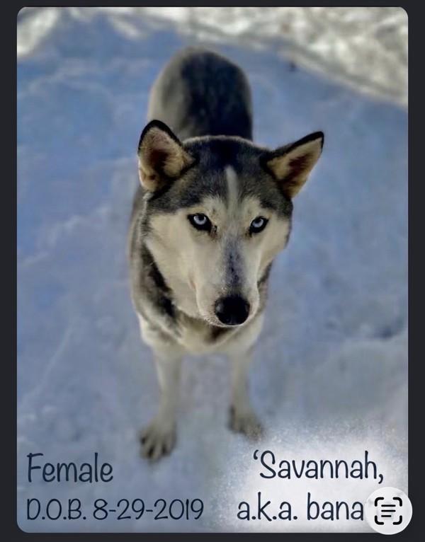 Enlarge Savannah, a Adoptable mixed breed in Stratham, NH image 1/1