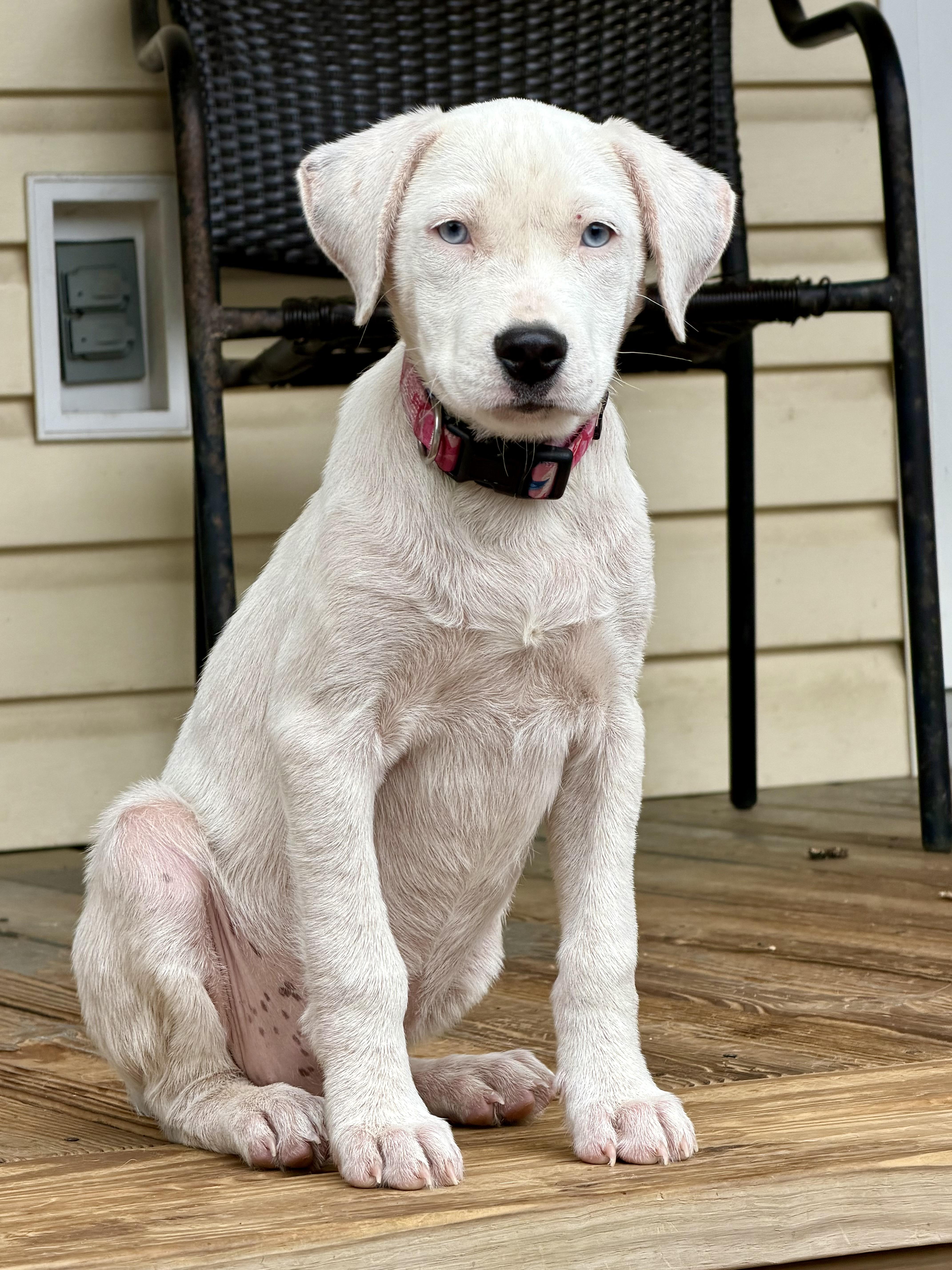 Angel-blue eyes, Adoptable, Puppy Female Labrador Retriever & Australian Shepherd.