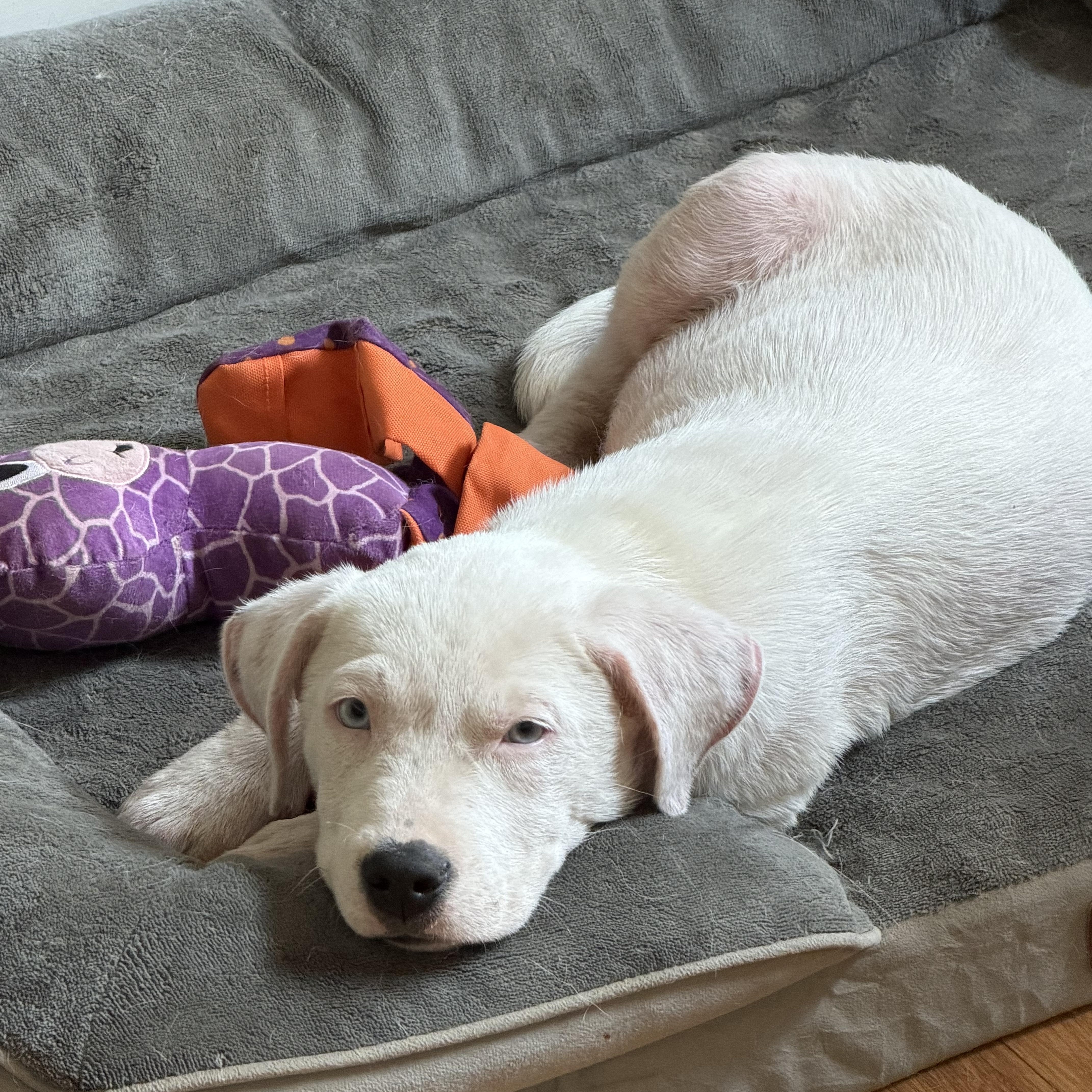 Enlarge Angel-blue eyes, a Adoptable mixed breed in Foley, AL image 6/6