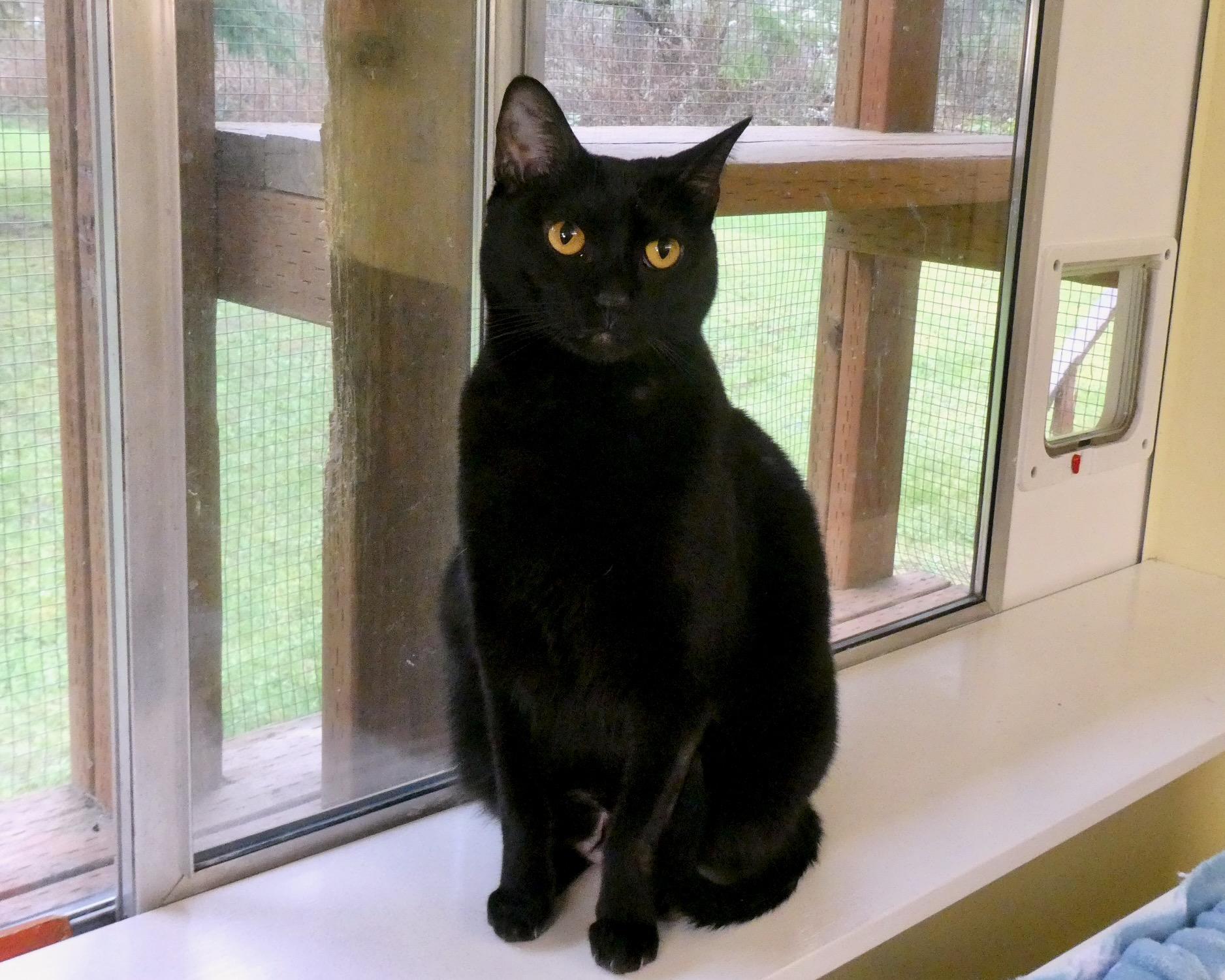 Enlarge Trudy, a Adoptable mixed breed in Vashon Island, WA image 1/1