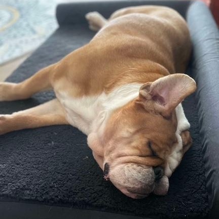 Rosie photo 2