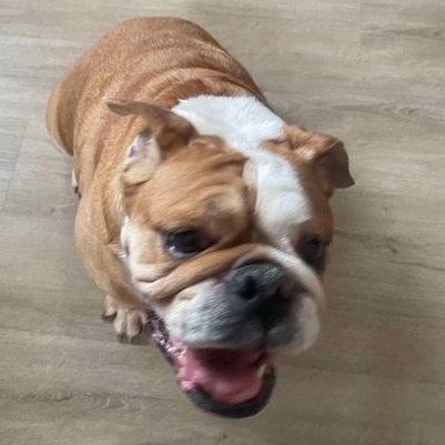 Rosie photo 6