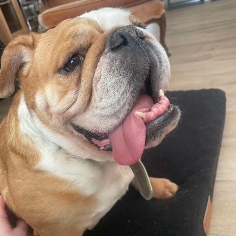 Rosie photo 5