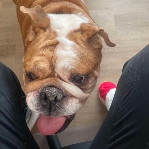 Rosie photo 3