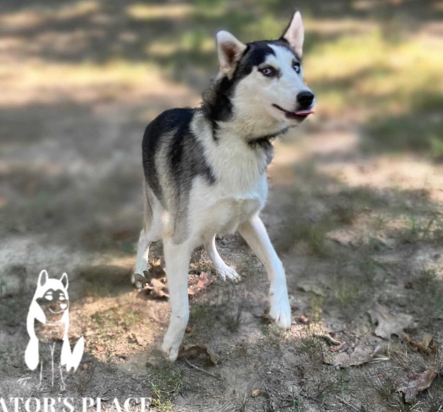 Velvet, an adoptable Husky, Alaskan Malamute in St. James, MO, 65559 | Photo Image 3