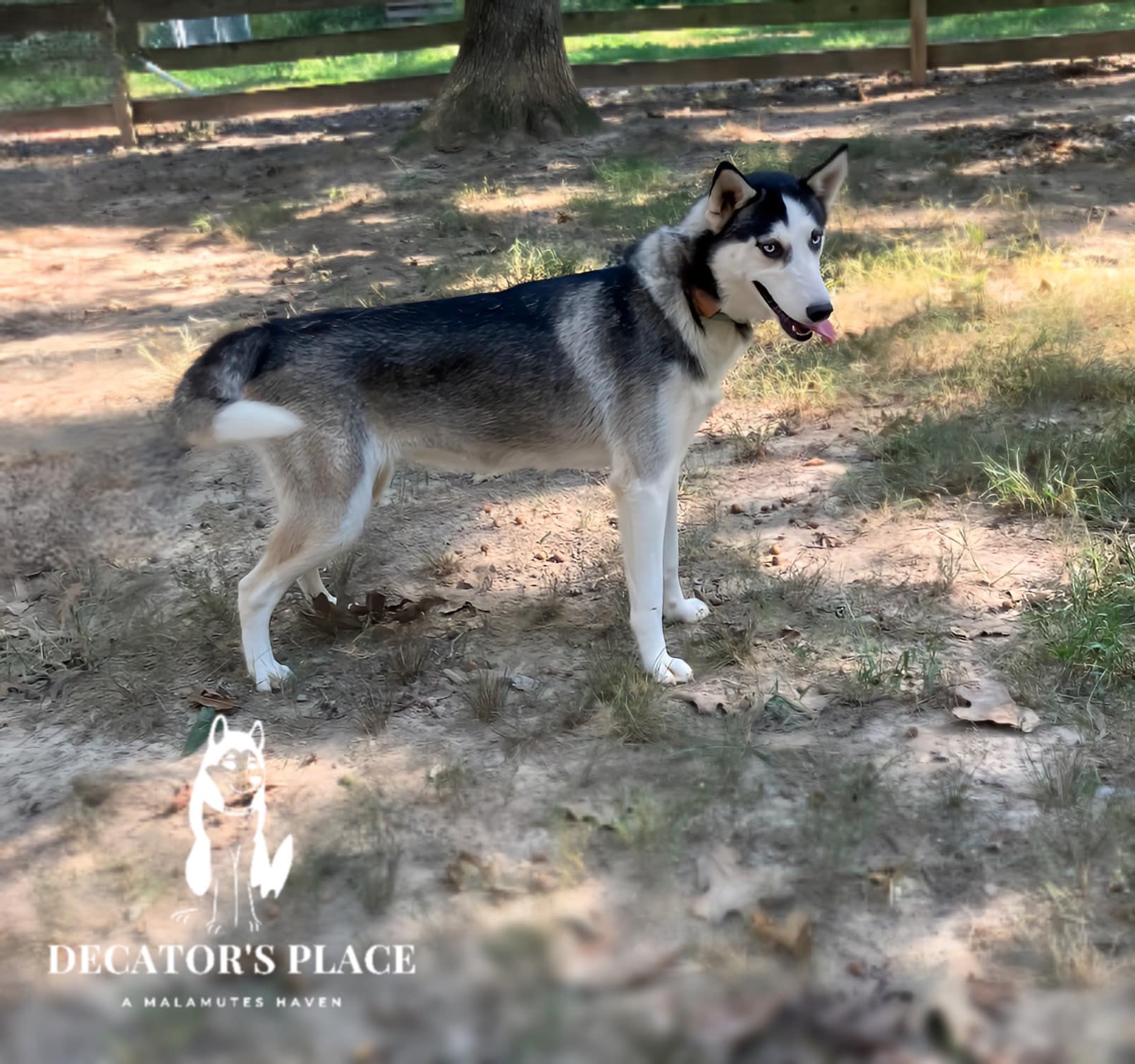 Velvet, an adoptable Husky, Alaskan Malamute in St. James, MO, 65559 | Photo Image 4
