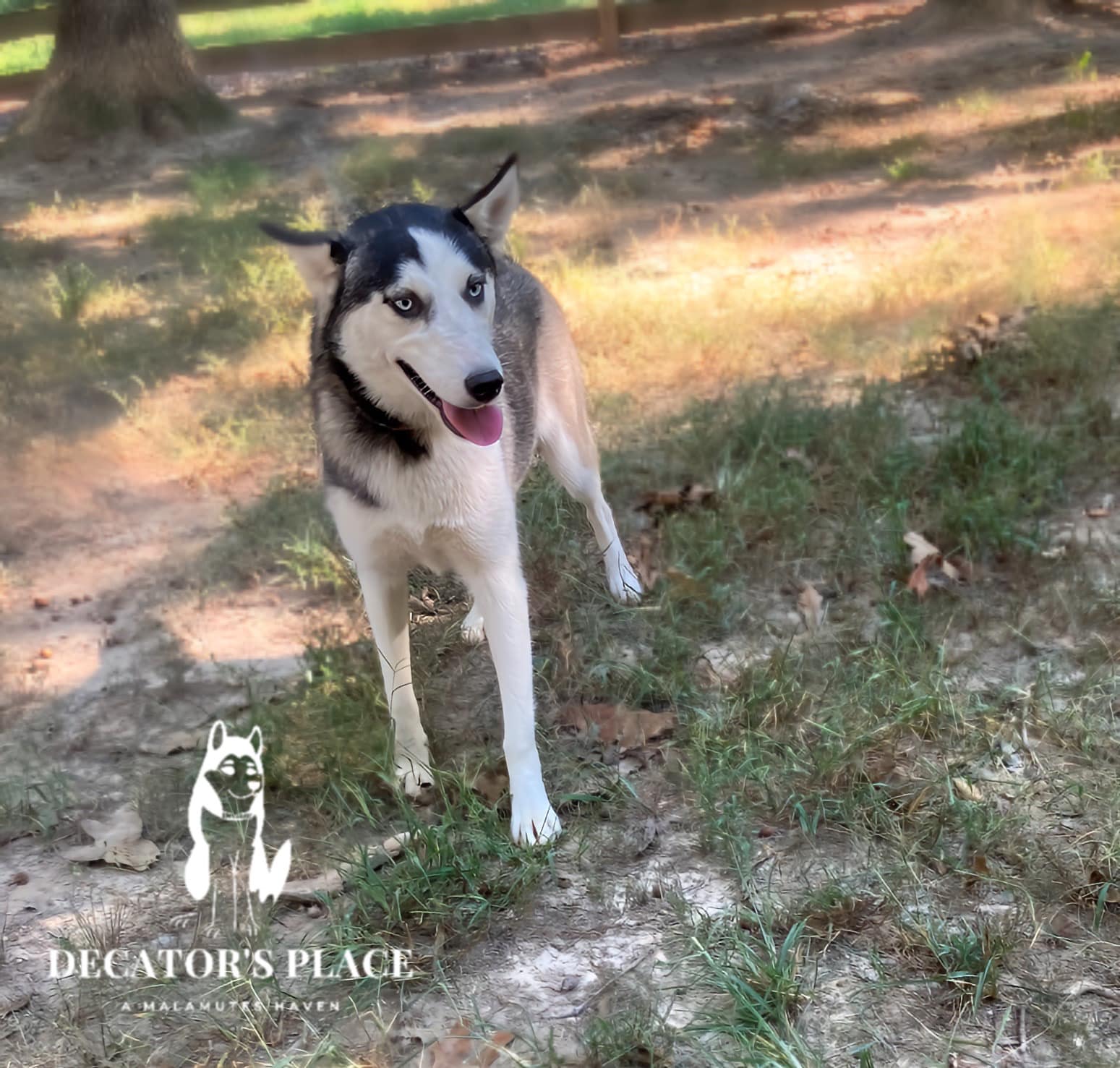 Velvet, an adoptable Husky, Alaskan Malamute in St. James, MO, 65559 | Photo Image 5