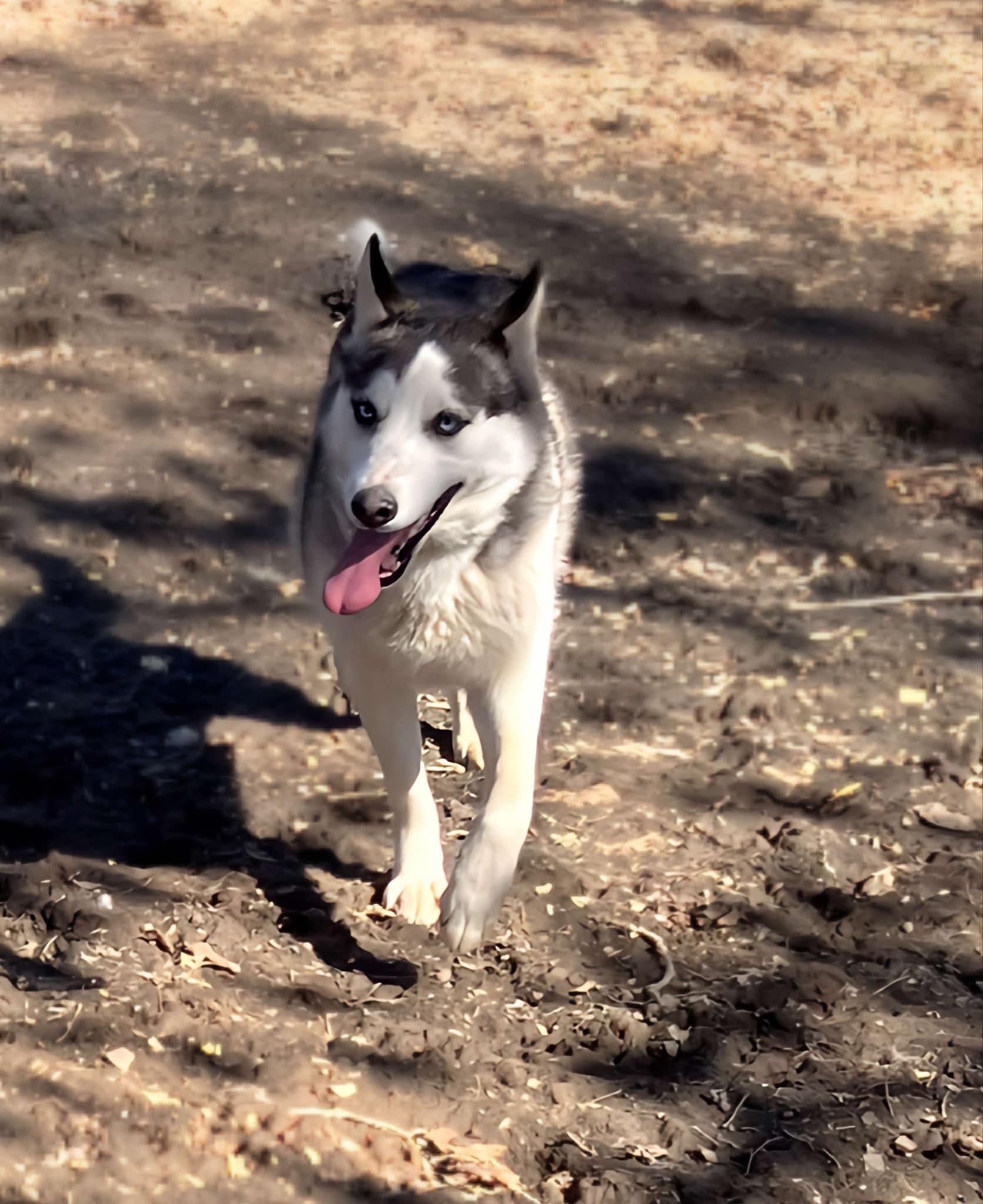 Velvet, an adoptable Husky, Alaskan Malamute in St. James, MO, 65559 | Photo Image 2