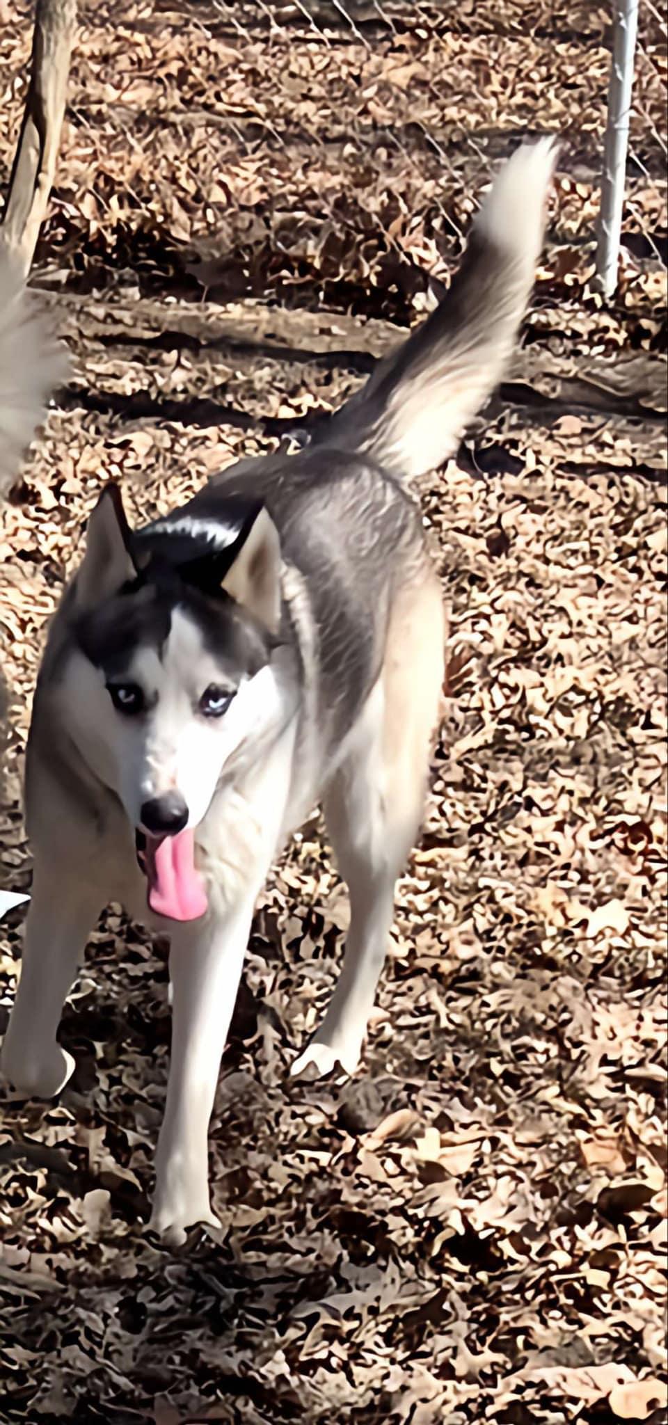 Velvet, an adoptable Husky, Alaskan Malamute in St. James, MO, 65559 | Photo Image 1