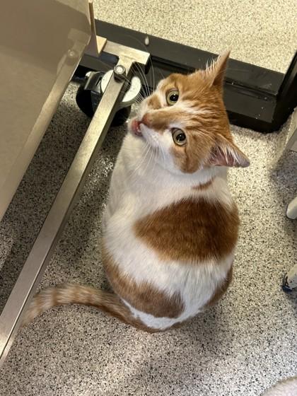 Enlarge Dotty, a ADOPTABLE Domestic Short Hair in Hamilton, MT image 2/6