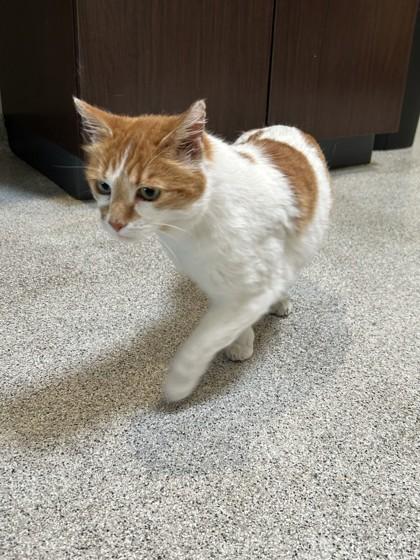 Enlarge Dotty, a ADOPTABLE Domestic Short Hair in Hamilton, MT image 3/6