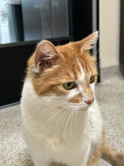 Enlarge Dotty, a ADOPTABLE Domestic Short Hair in Hamilton, MT image 4/6