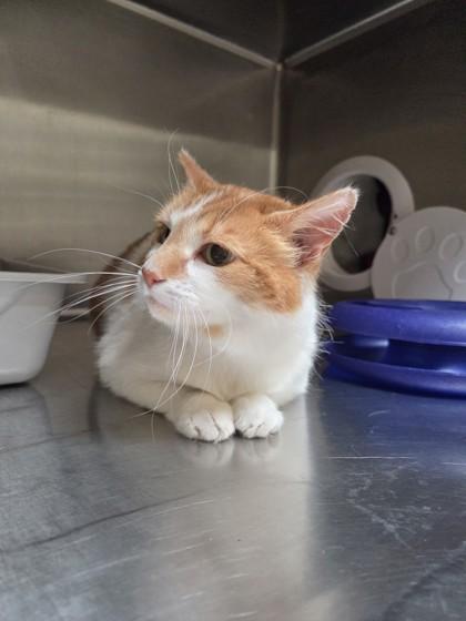 Enlarge Dotty, a ADOPTABLE Domestic Short Hair in Hamilton, MT image 6/6