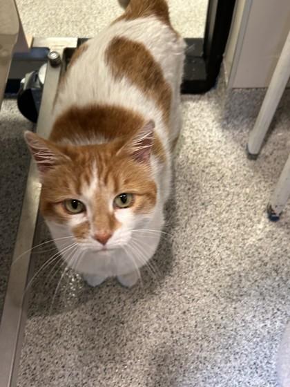 Enlarge Dotty, a ADOPTABLE Domestic Short Hair in Hamilton, MT image 5/6