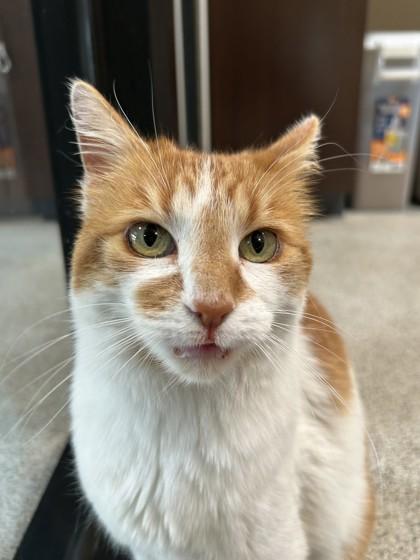 Dotty, ADOPTABLE, Senior Female Domestic Short Hair.