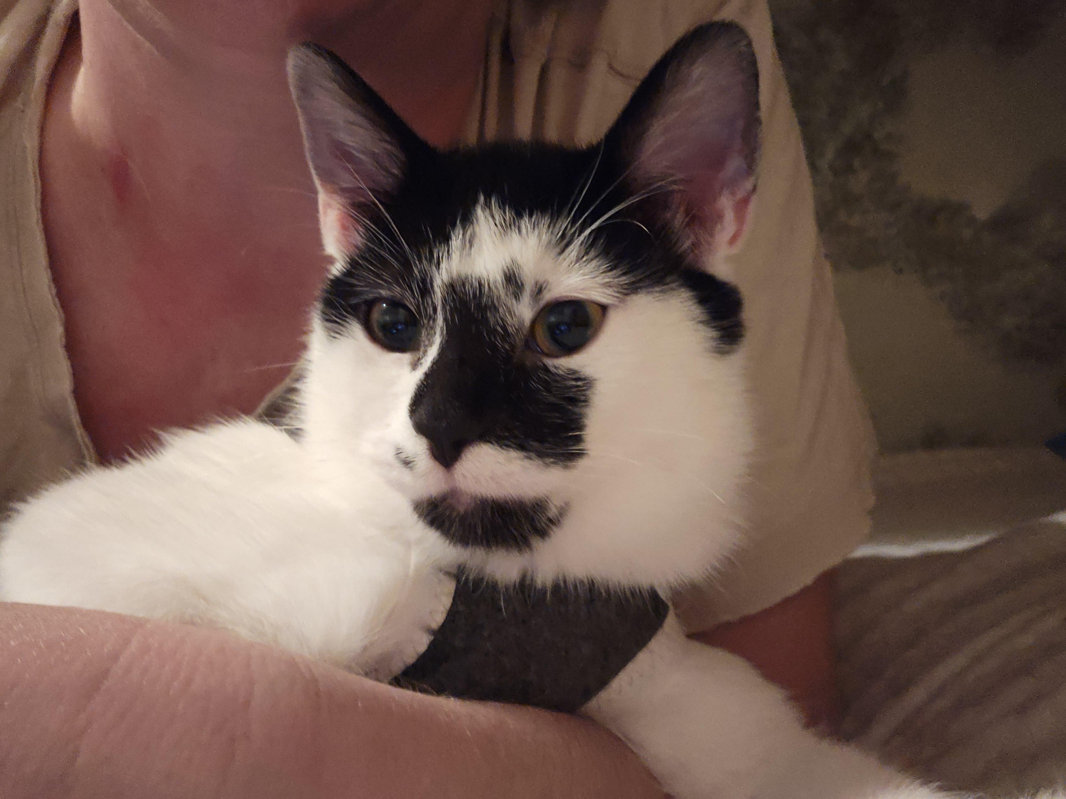 Mercury, ADOPTABLE, Kitten Female Domestic Short Hair.