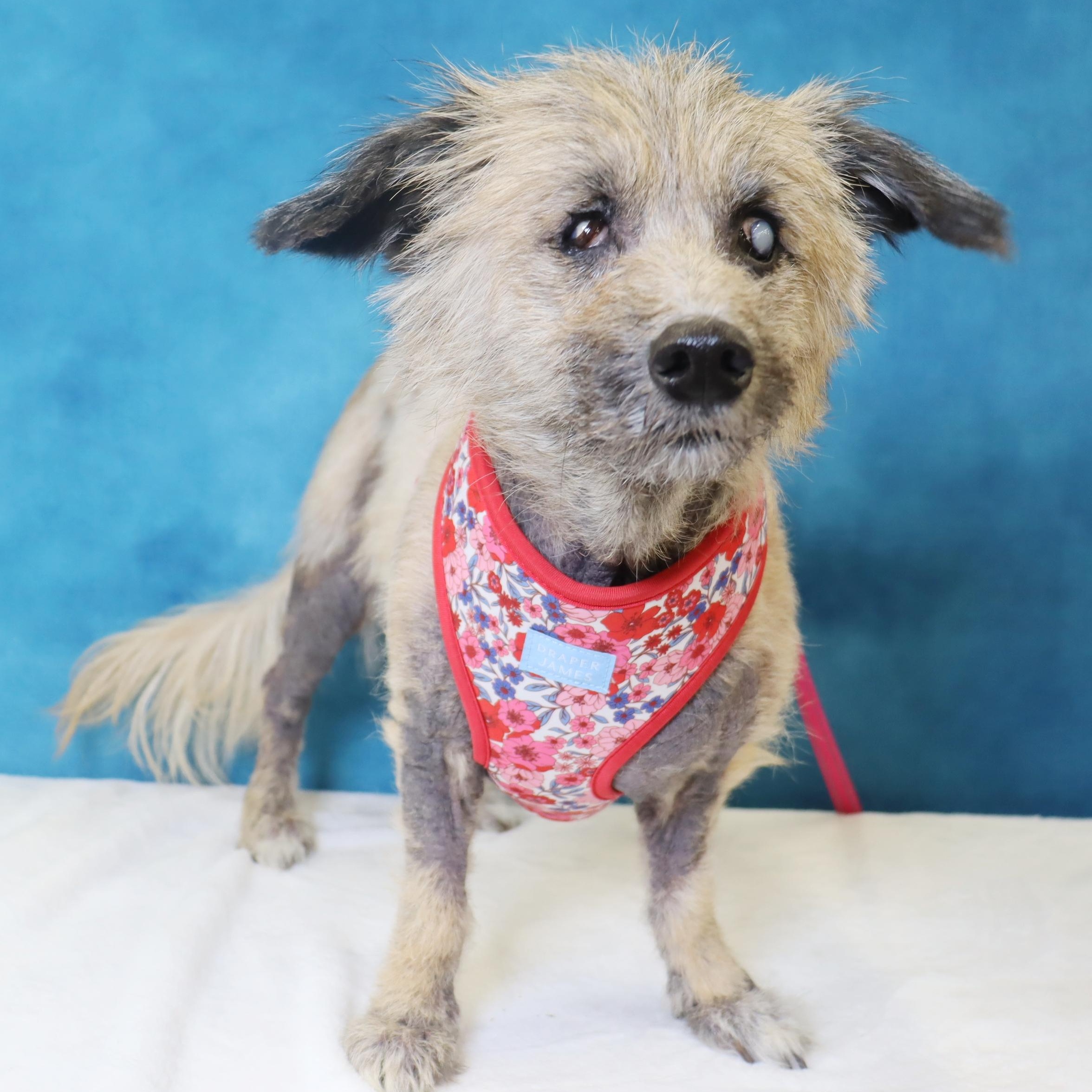 Lexie - Sweet Almost Blind Senior - Medical Care Grant Funded!