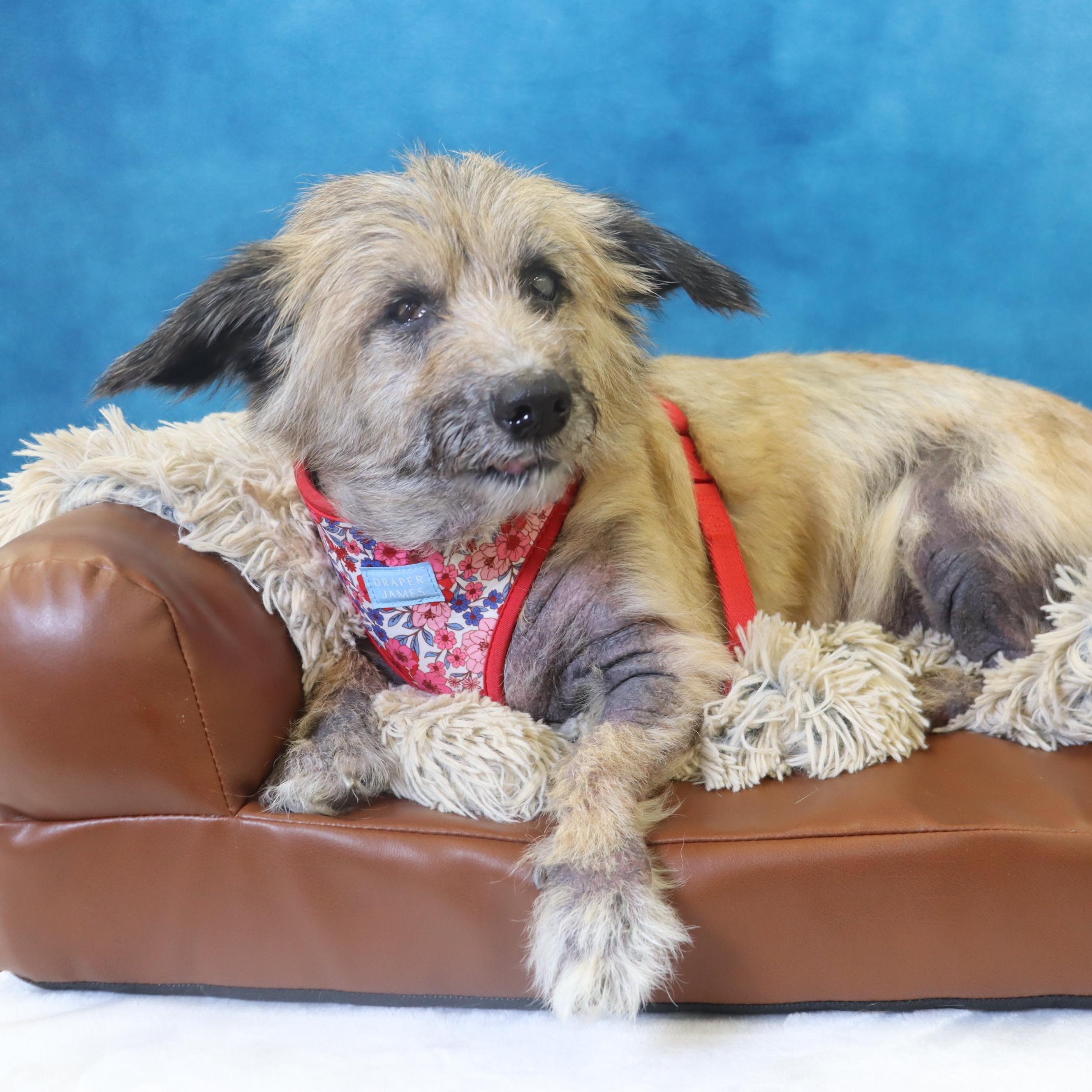 Enlarge Meet Lexie - Sweet Gentle Senior - Medical Care Grant Funded!, a Adoptable Terrier in League City, TX image 5/6