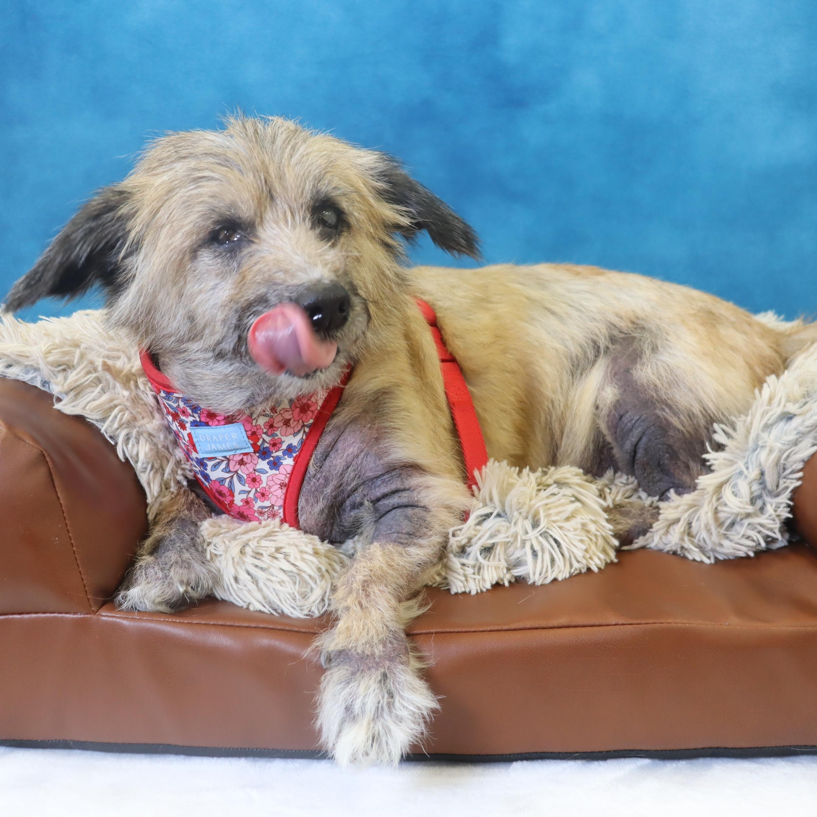 Lexie - Sweet Almost Blind Senior - Medical Care Grant Funded!