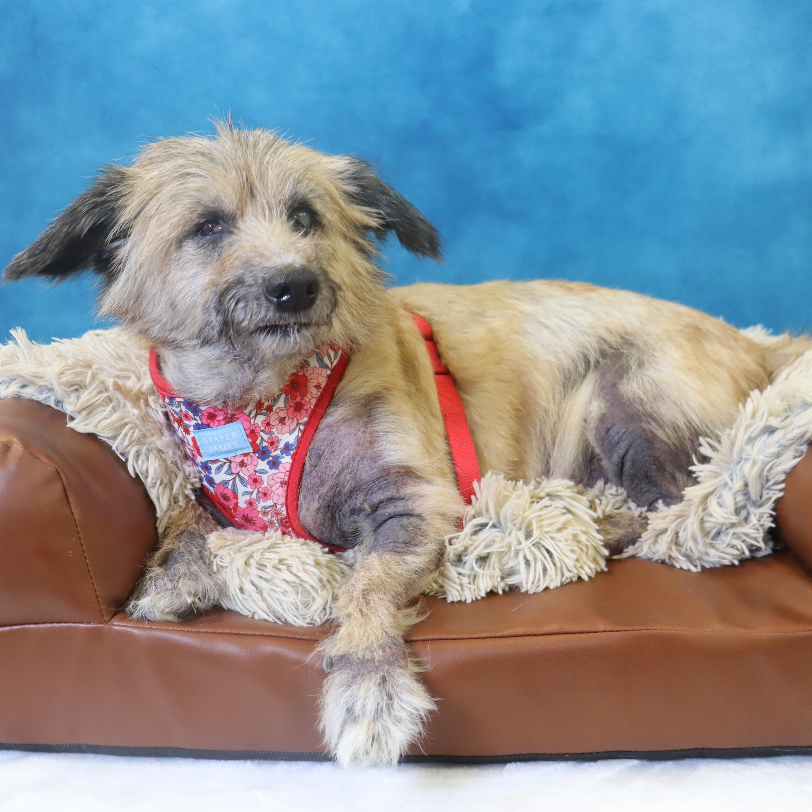 Lexie - Sweet Almost Blind Senior - Medical Care Grant Funded!