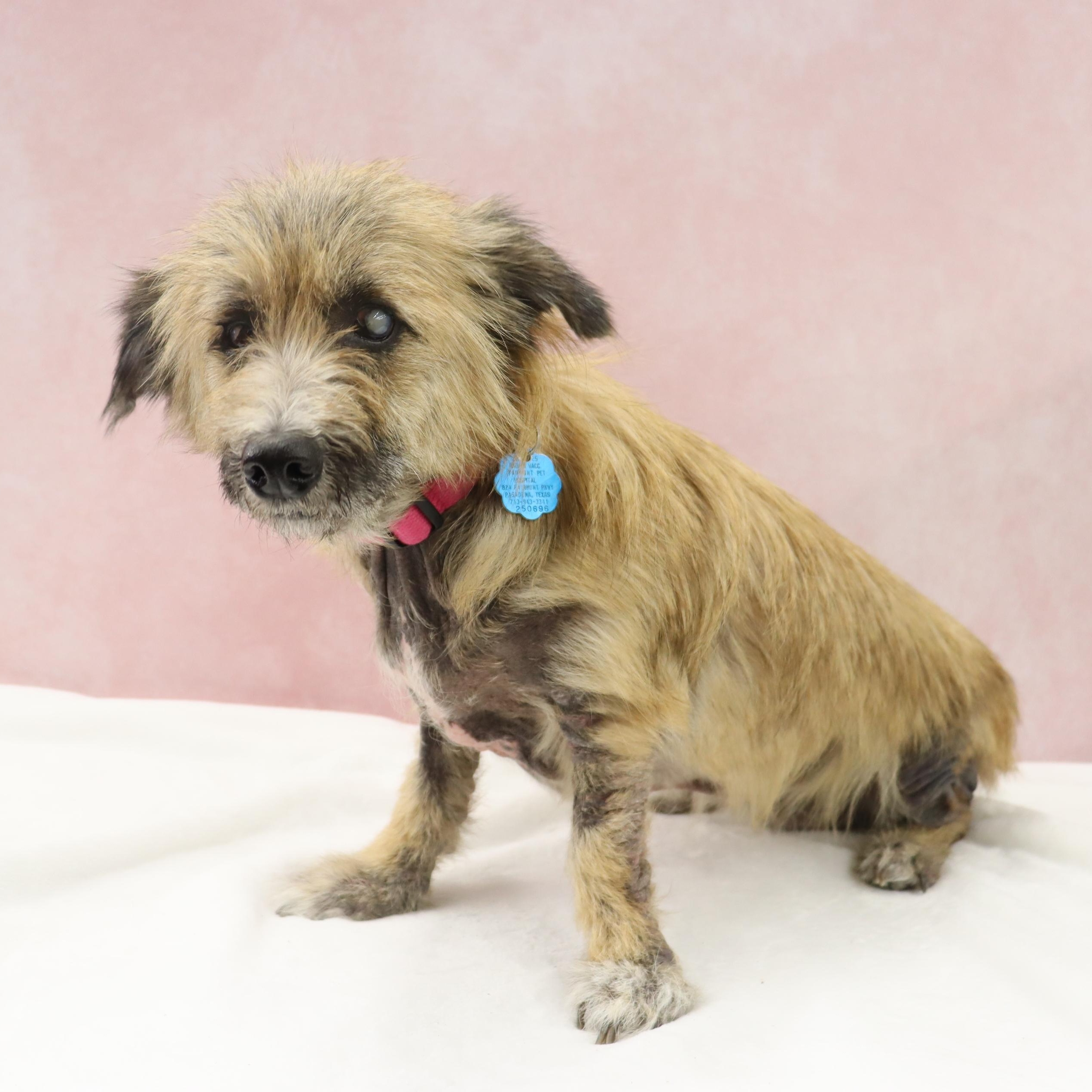 Lexie - Sweet Almost Blind Senior - Medical Care Grant Funded!