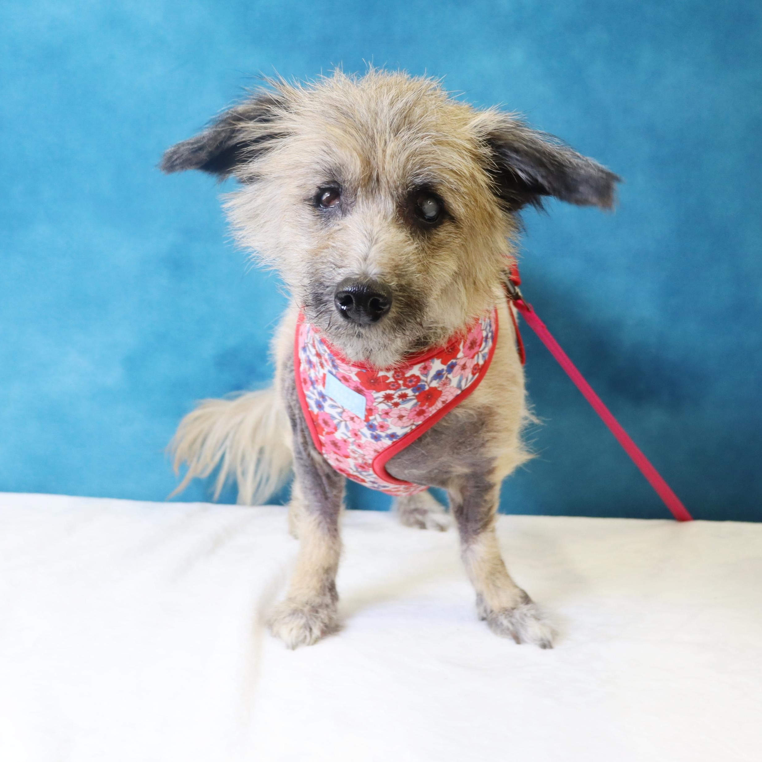 Lexie - Sweet Almost Blind Senior - Medical Care Grant Funded!