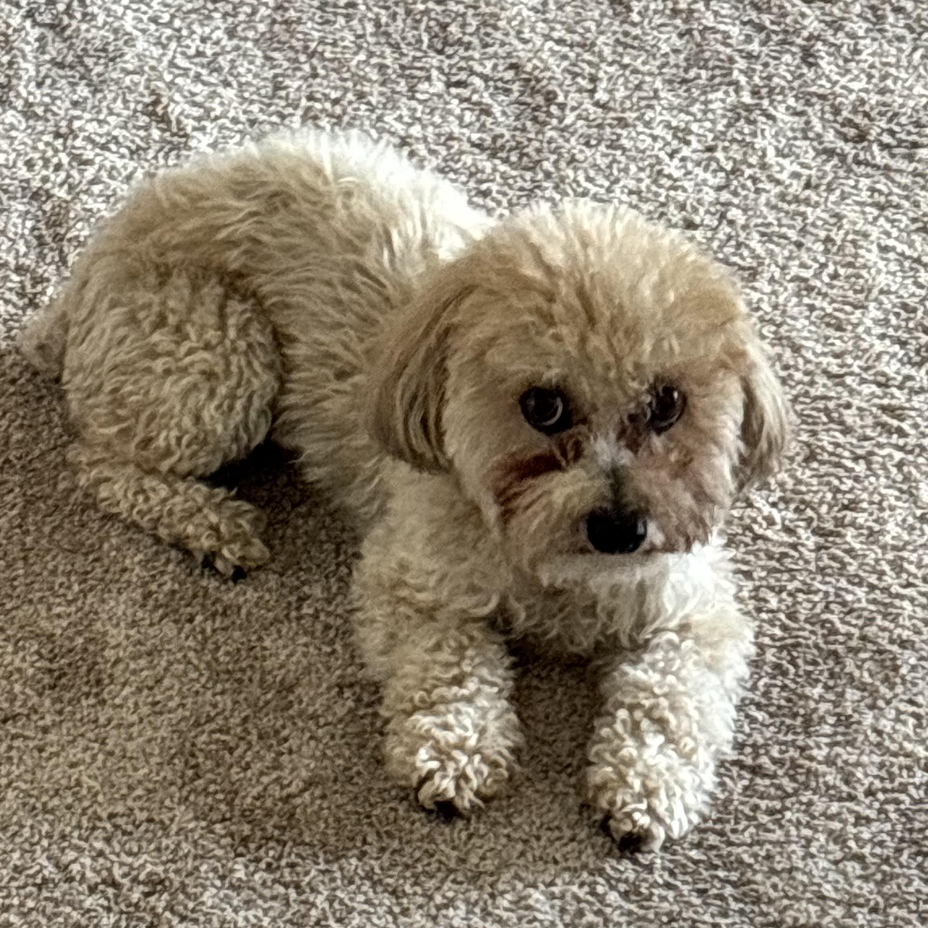 Lucy #566, Adopted, Adult Female Maltese.