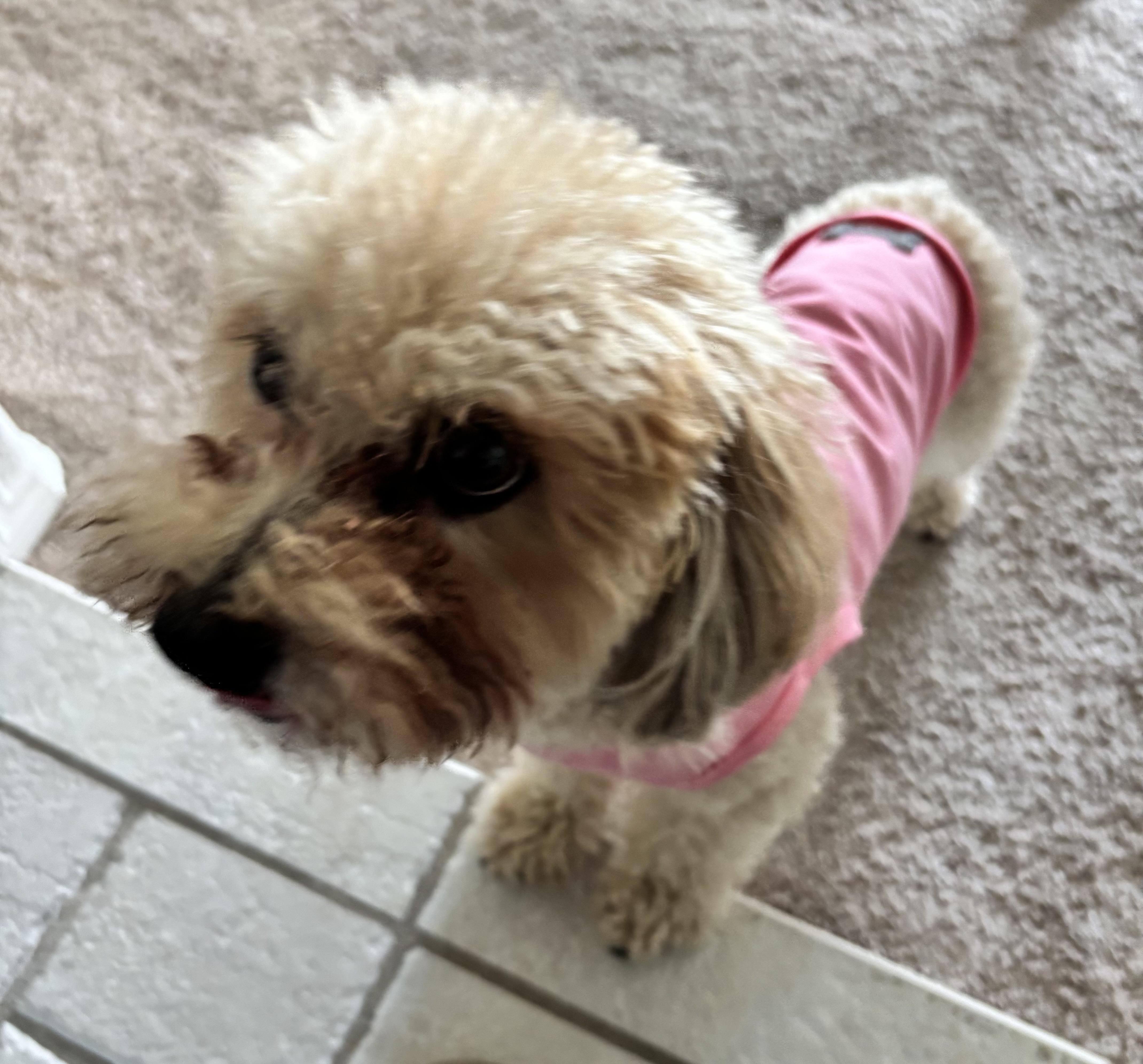 Enlarge Lucy #566, a Adopted mixed breed in Placentia, CA image 2/3