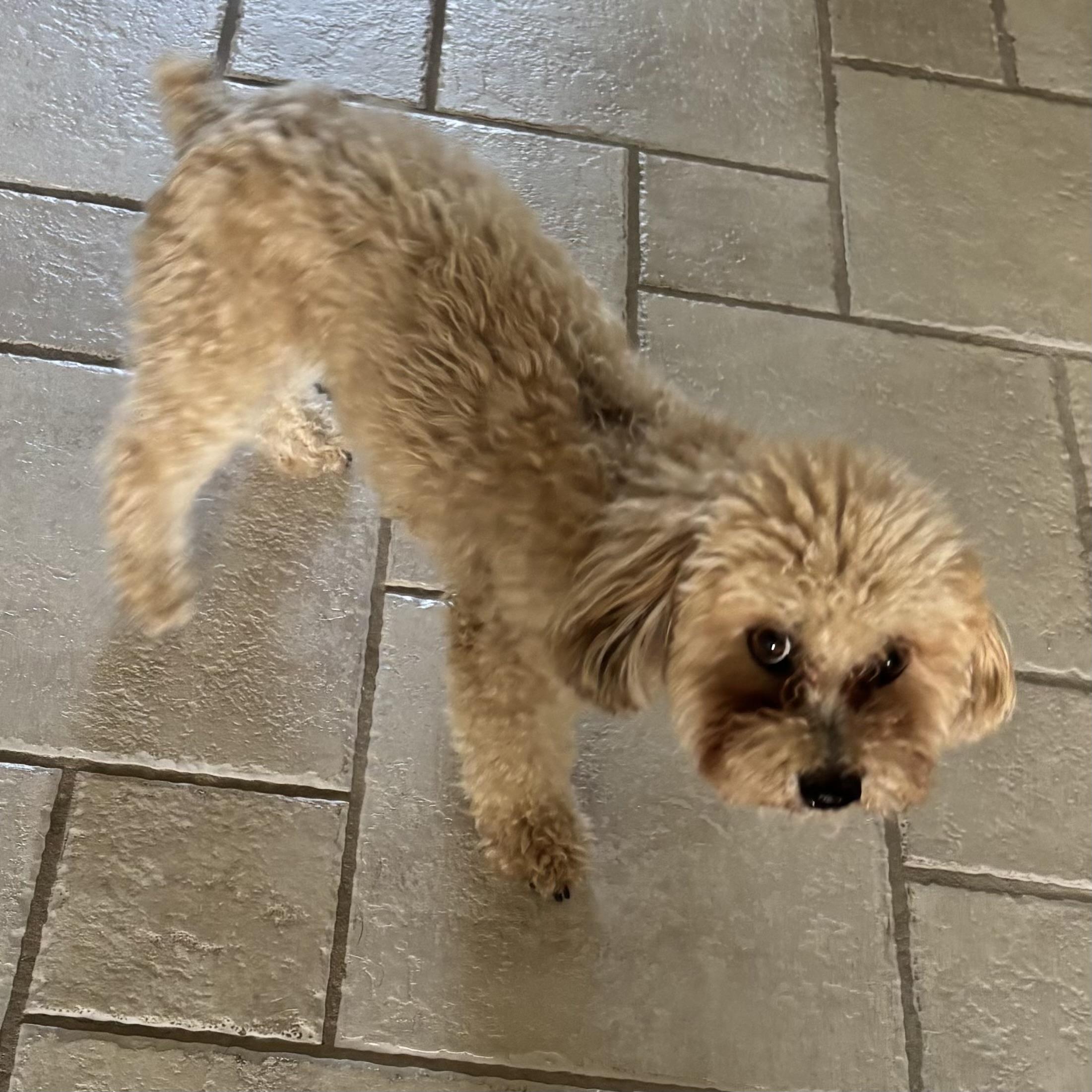Enlarge Lucy #566, a Adopted mixed breed in Placentia, CA image 3/3
