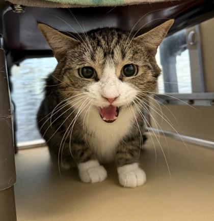Sir Yappalot, a ADOPTABLE Domestic Short Hair in Dubuque, IA image 3/3