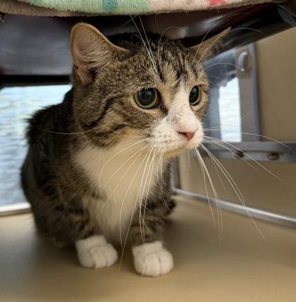Sir Yappalot, a ADOPTABLE Domestic Short Hair in Dubuque, IA image 2/3