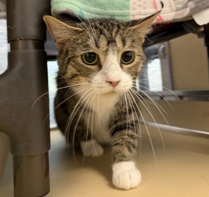 Sir Yappalot, ADOPTABLE, Young Male Domestic Short Hair.