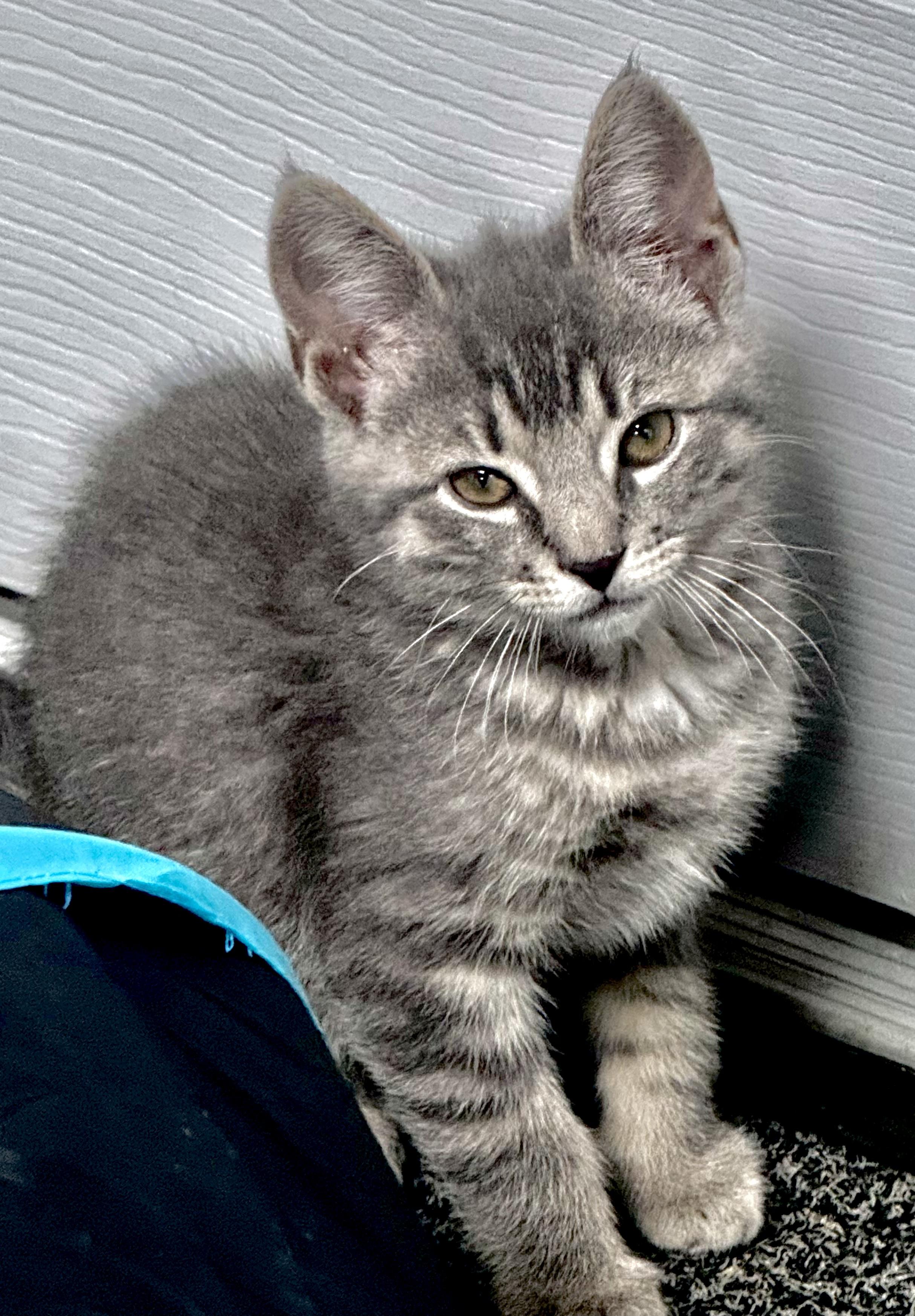 Skye, ADOPTABLE, Kitten Female Domestic Short Hair.