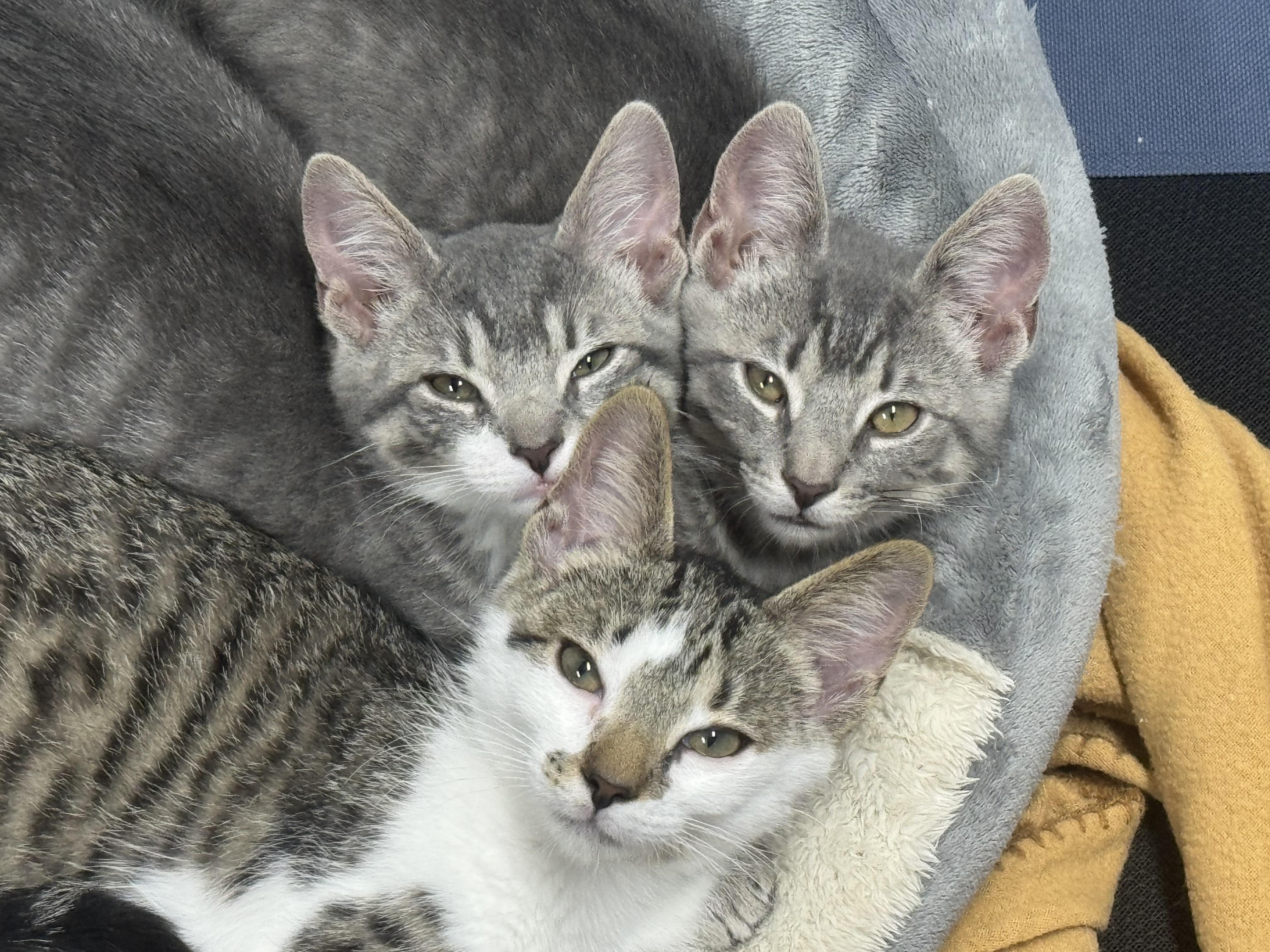 Skye, a ADOPTABLE Domestic Short Hair in Pottsville, PA image 3/6