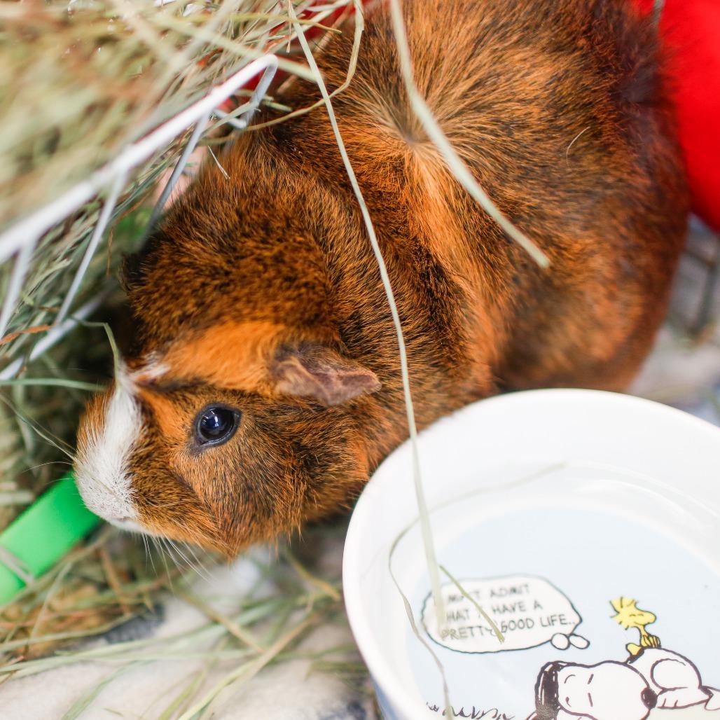 Phoebe *Trio w/ Heidi, Mav, Adoptable, Adult Female Guinea Pig.
