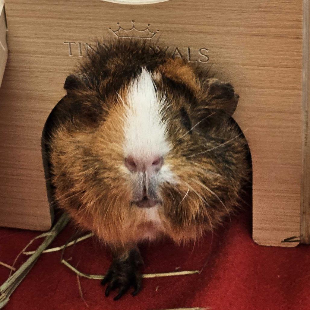 Phoebe *Trio w/ Heidi, Mav, Adoptable, Adult Female Guinea Pig.