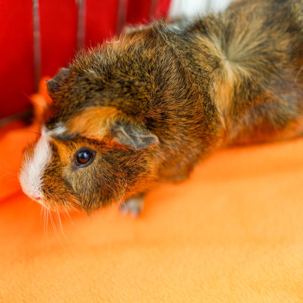 Phoebe *Trio w/ Heidi, Mav, a Adoptable Abyssinian in Dover, NH image 3/4