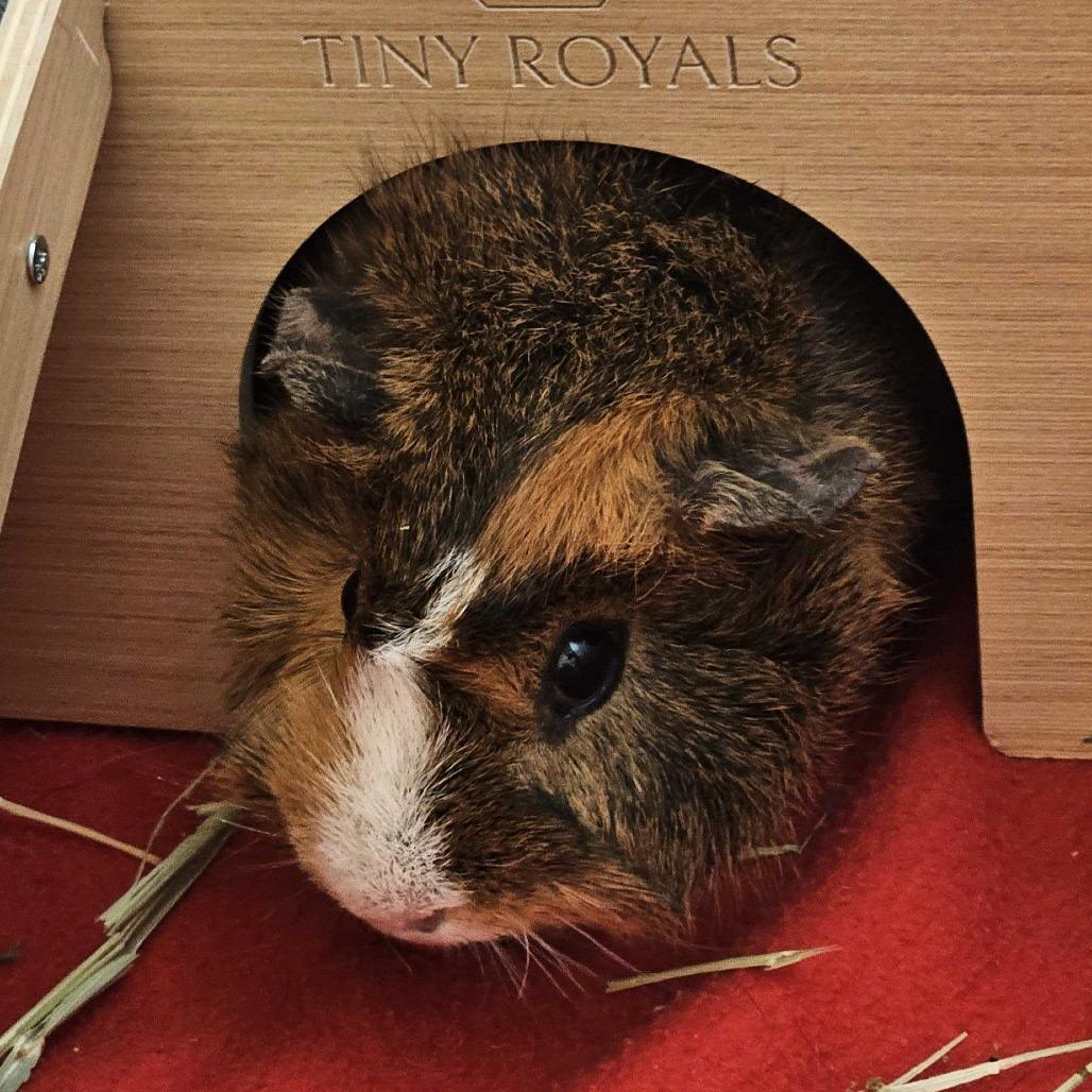 Enlarge Phoebe *Trio w/ Heidi, Mav, a Adoptable Guinea Pig in Dover, NH image 2/2