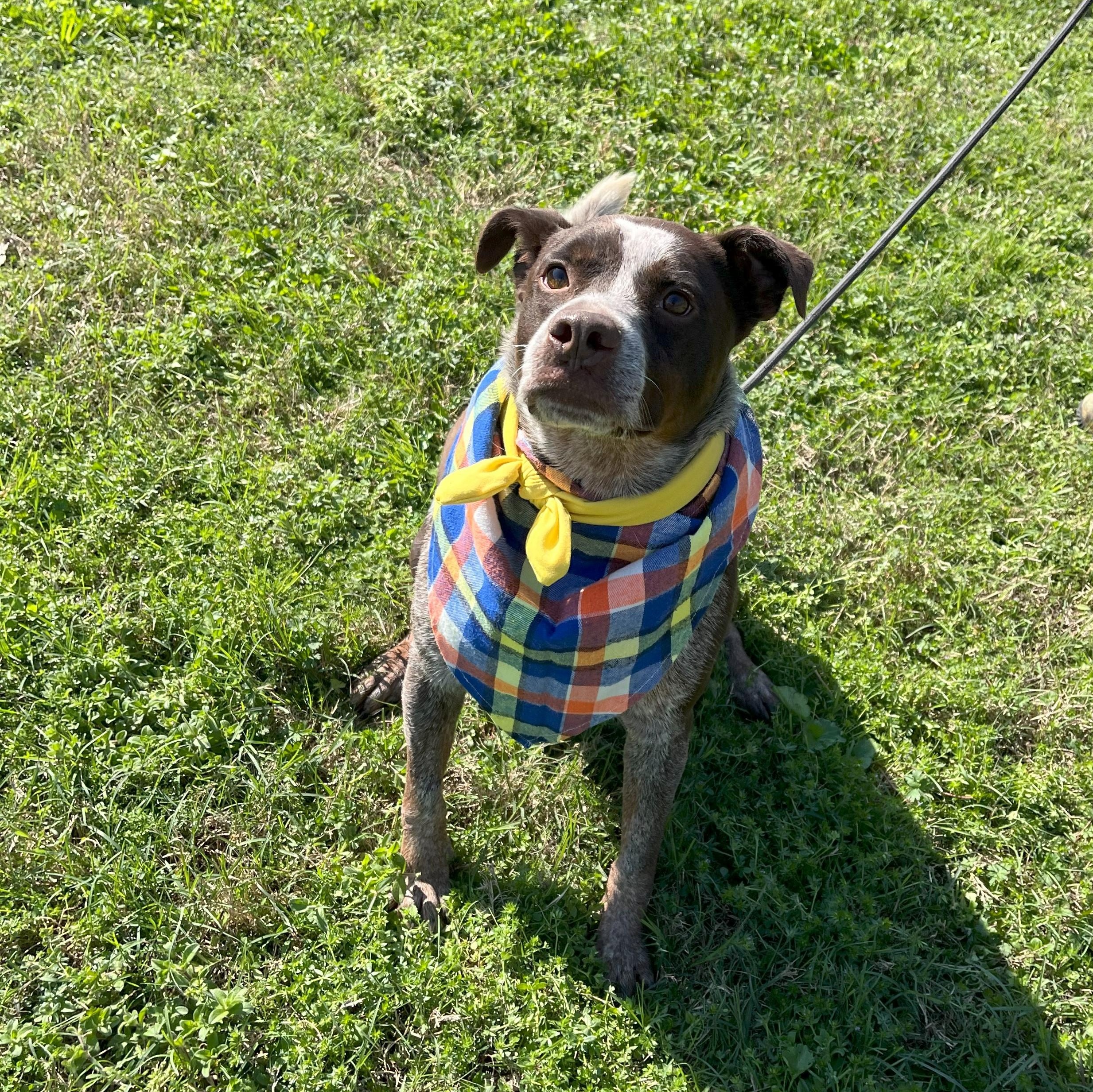 Enlarge Mr Goose King, an adoptable Australian Cattle Dog / Blue Heeler in angleton, TX image 4/6