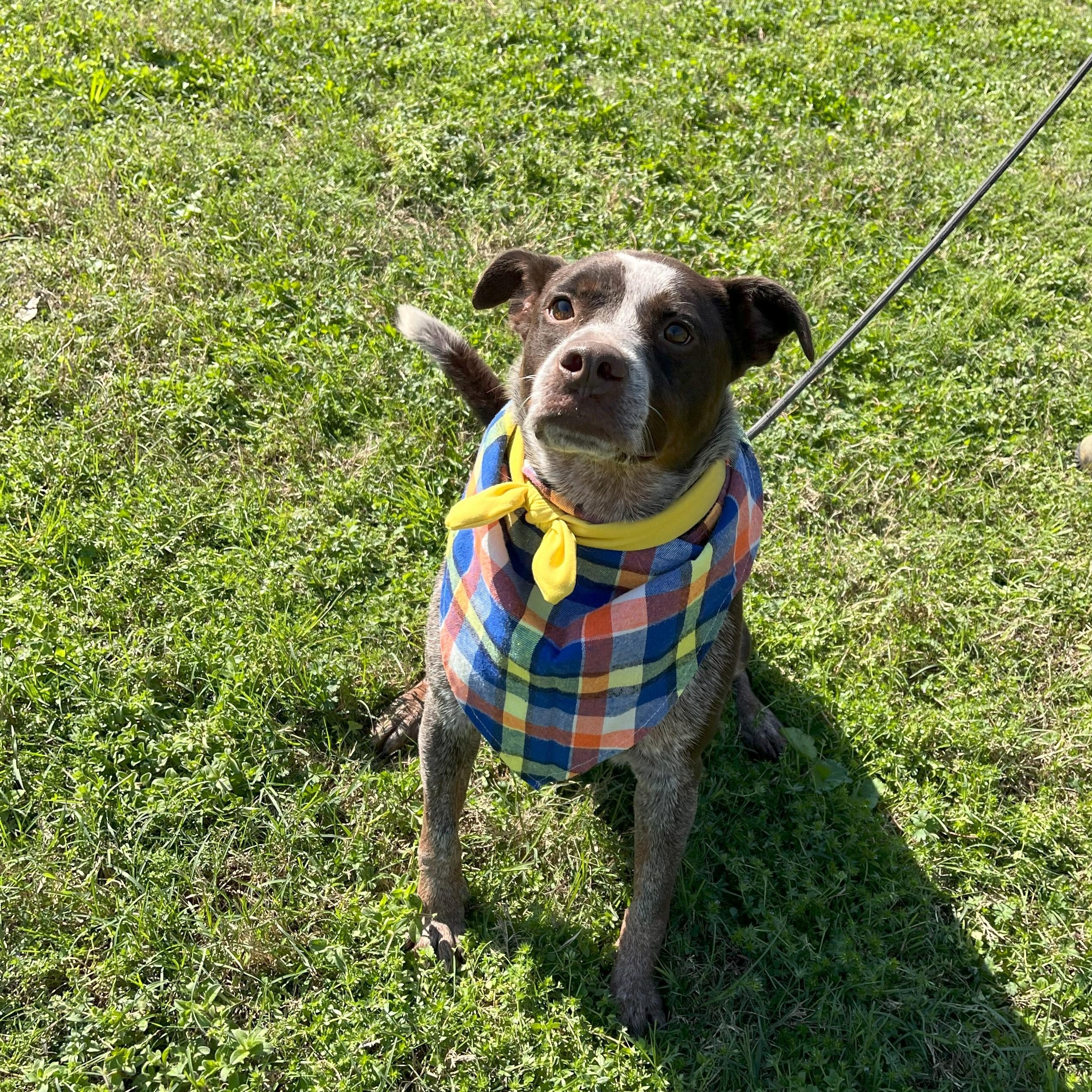 Enlarge Mr Goose King, an adoptable Australian Cattle Dog / Blue Heeler in angleton, TX image 2/6