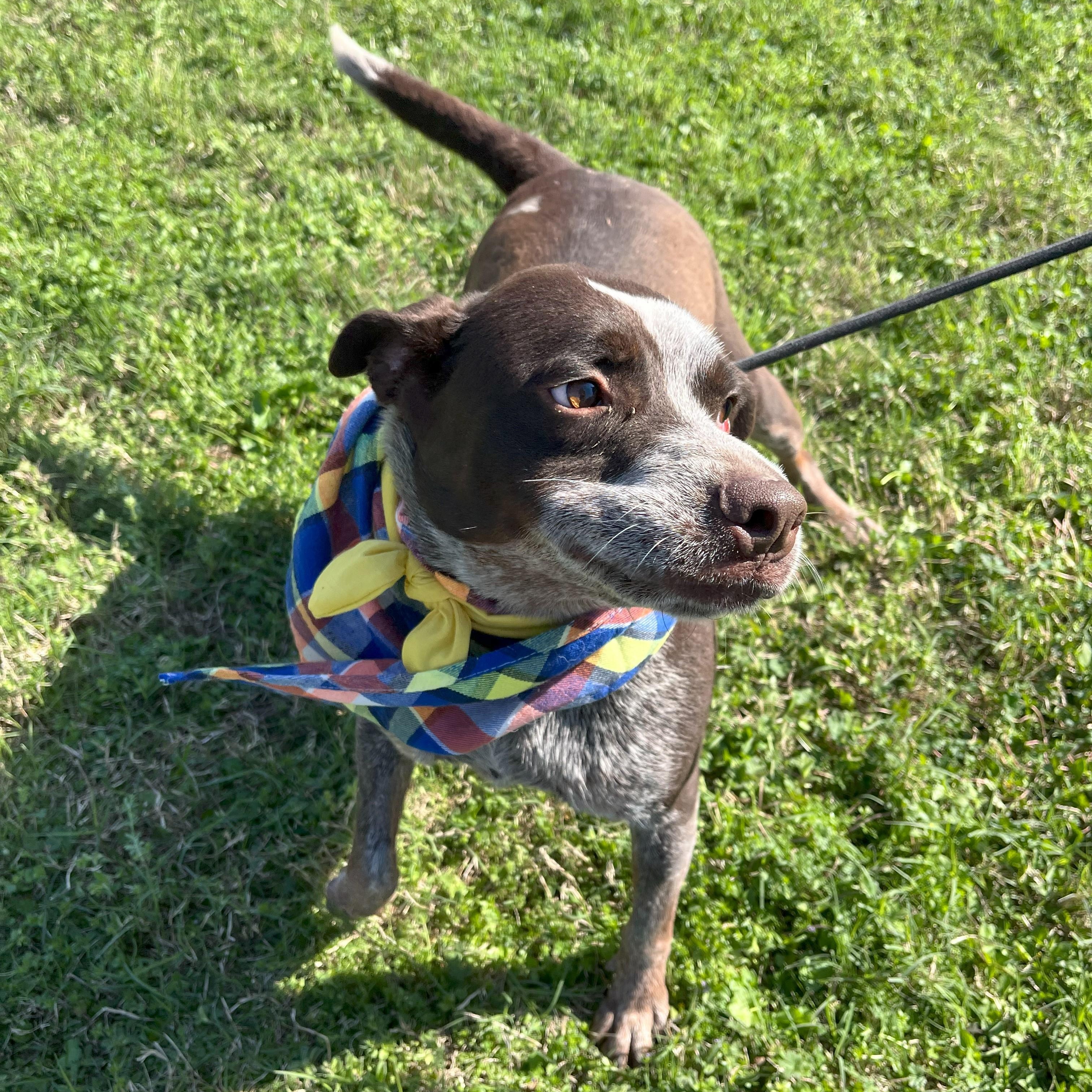 Enlarge Mr Goose King, an adoptable Australian Cattle Dog / Blue Heeler in angleton, TX image 5/6