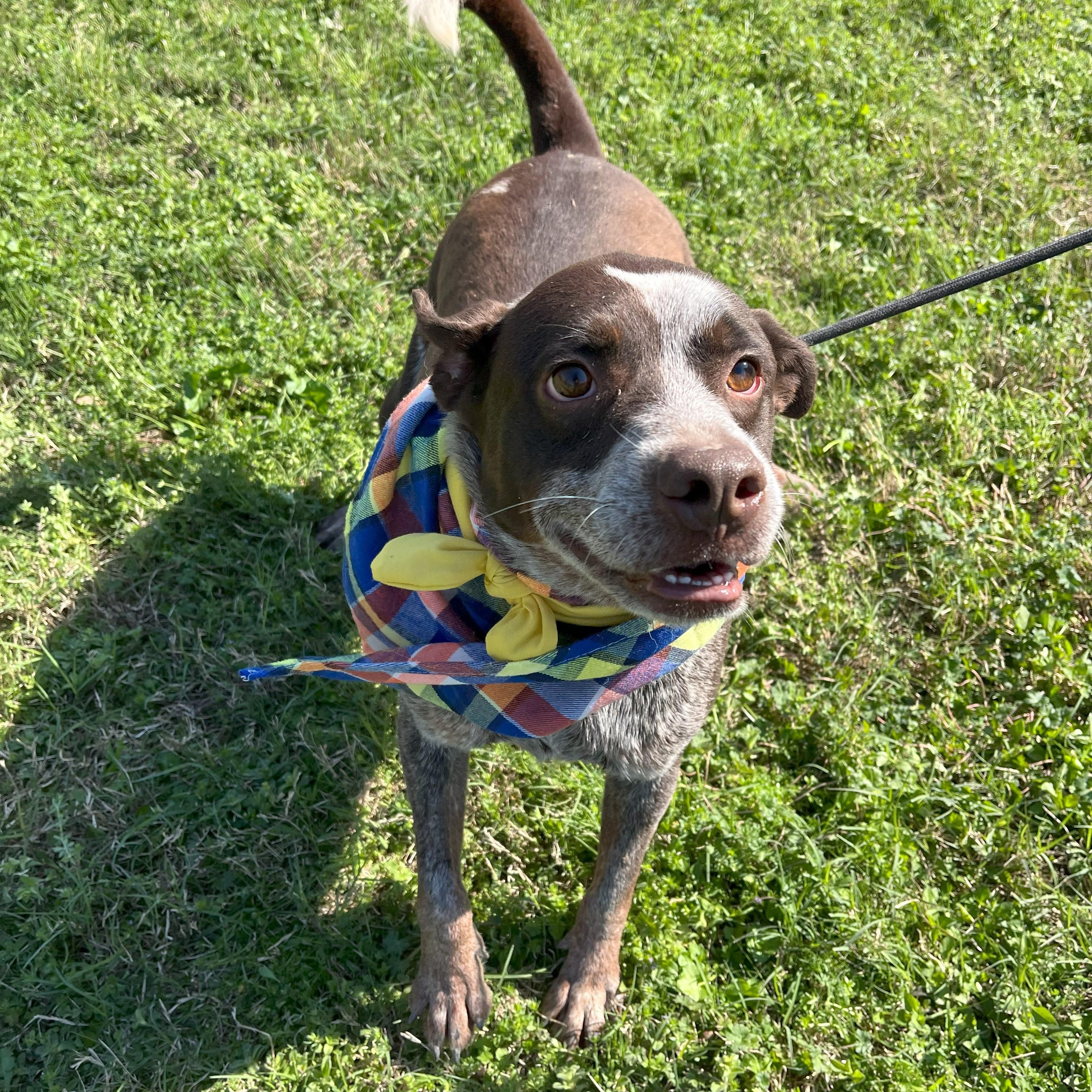 Enlarge Mr Goose King, an adoptable Australian Cattle Dog / Blue Heeler in angleton, TX image 3/6