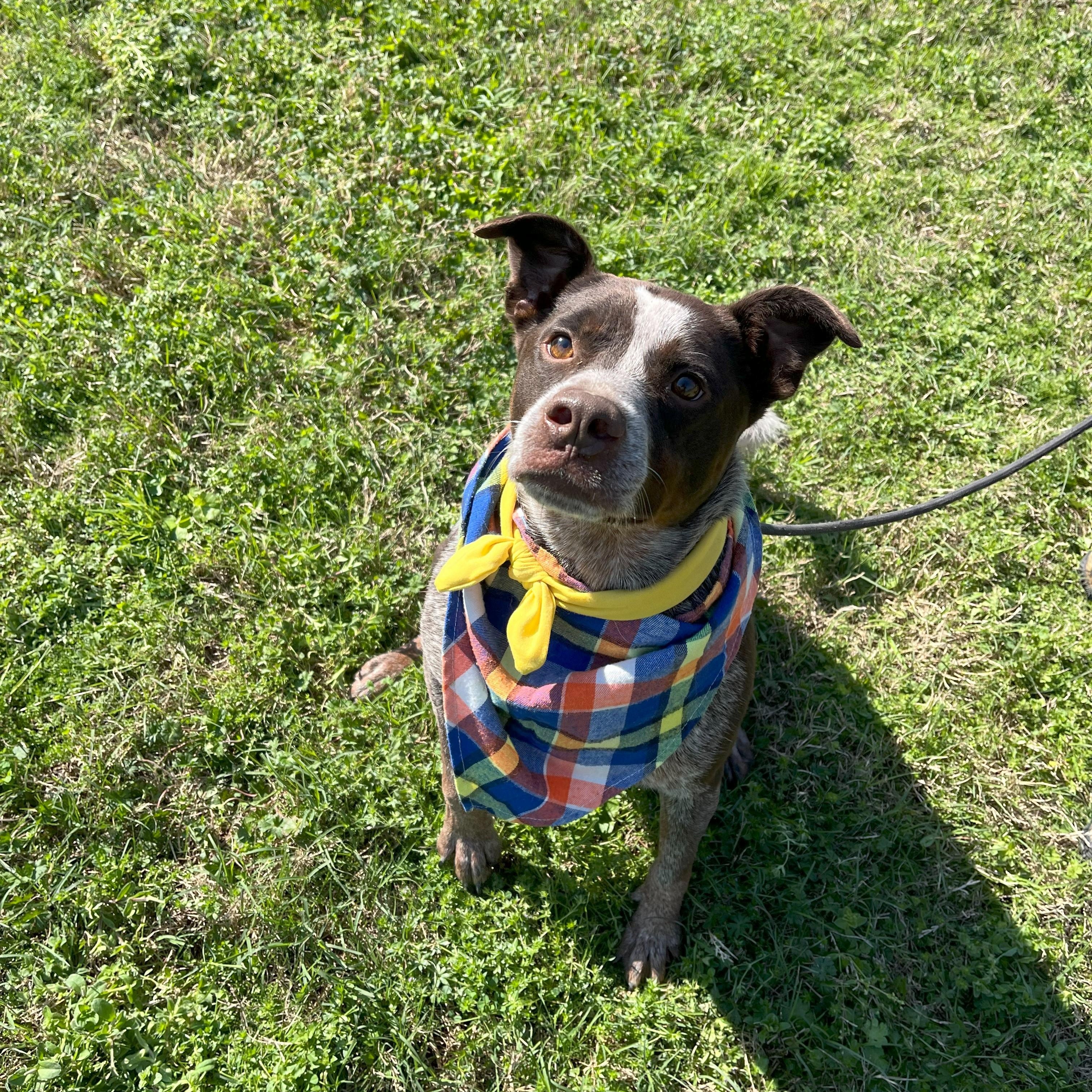 Enlarge Mr Goose King, an adoptable Australian Cattle Dog / Blue Heeler in angleton, TX image 1/6
