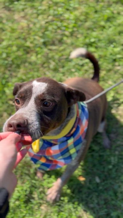 Enlarge Mr Goose King, an adoptable Australian Cattle Dog / Blue Heeler in angleton, TX video 6/6