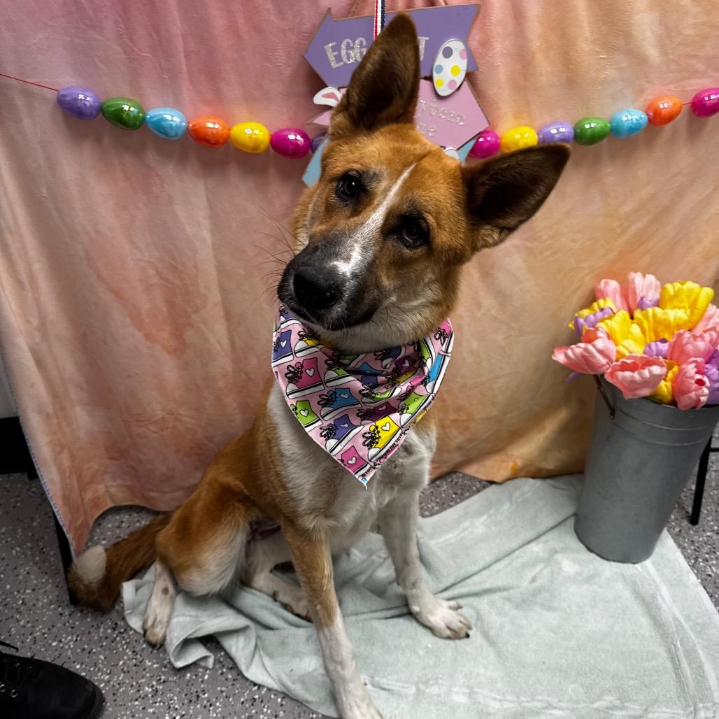 Truffle, Adoptable, Young Female German Shepherd Dog.